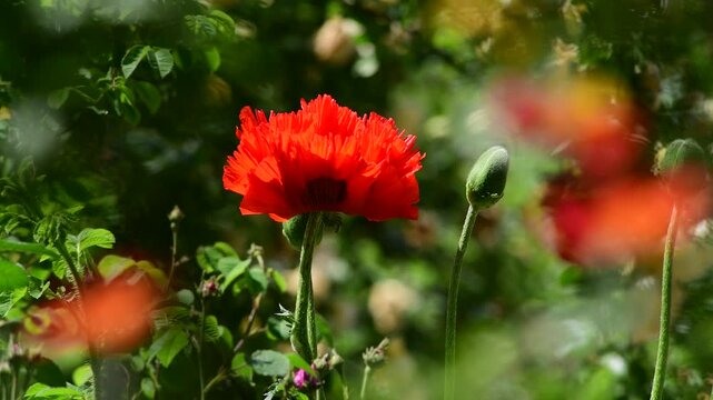 Nice Papaver  flower at summer time 4k video