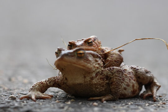 common toad