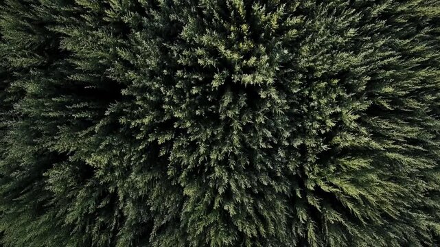 Symmetrical aerial view of wormwood field pattern