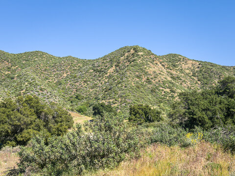 Sun-drenched hillside covered in green shrubs and brush under a vivid blue sky, with a grassy valley below, southern California