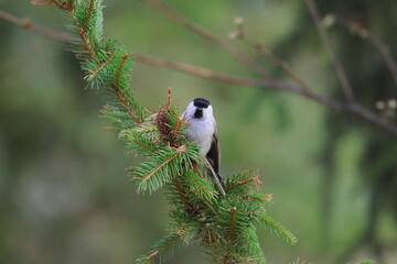 marsh tit © Thomas