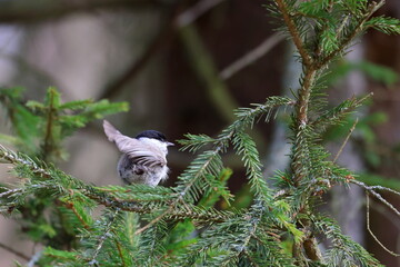 marsh tit © Thomas