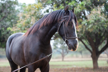 Obraz premium portrait of beautiful black Marwari young stallion posing in garden at cloudy morning. India