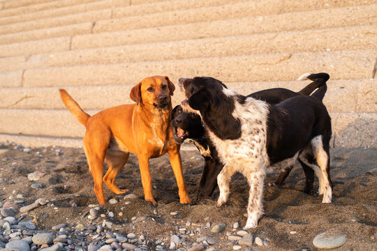 Stray dogs frolic on a pebble beach by the sea at sunset, close-up, soft selective focus. Stray animals.
