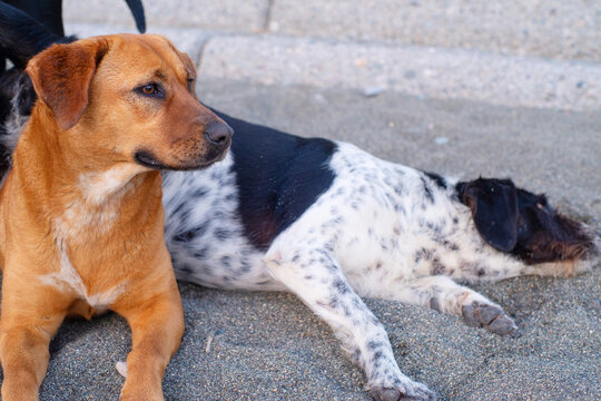 Stray dogs frolic on a pebble beach by the sea at sunset, close-up, soft selective focus. Stray animals.