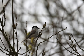 marsh tit © Thomas