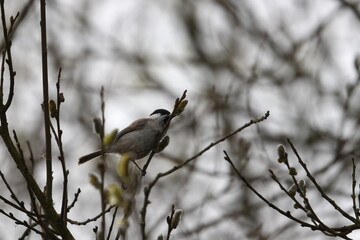 marsh tit © Thomas
