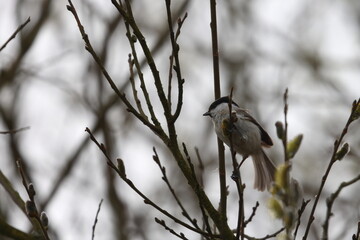 marsh tit © Thomas