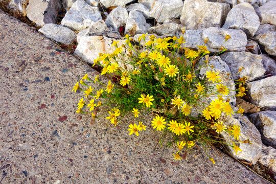 Bright yellow-green daisy-like flower cluster of Dogweed, Dahlberg Daisy (Thymophylla tenuiloba), growing out of a crack between concrete and large, light-gray rocks at the edge of sidewalk