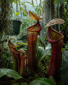 Plantes carnivores &agrave; urnes dans une serre tropicale humide