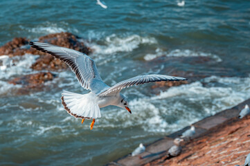 Obraz premium A close-up of a seagull spreading its wings and flying along the coast