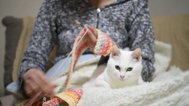 編み物をする飼い主の膝元で眠る、美しいオッドアイの白猫