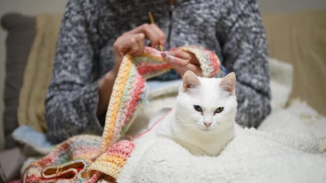 編み物をする飼い主の膝元で眠る、美しいオッドアイの白猫