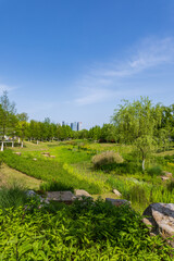 Obraz premium Ecological Landscape and Distant Skyline in the Urban Green Lung