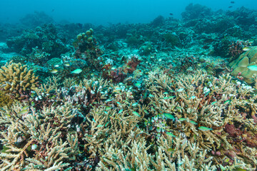 coral reef and fishes © Evgenios