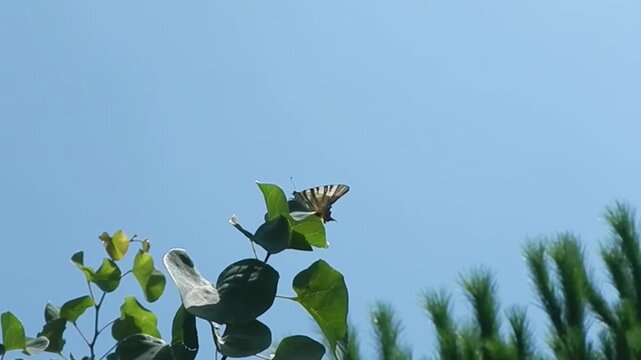 Butterfly Sail swallowtail, Scarce swallowtail, Iphiclides podalirius on green leaf of Mediterranean tree moved by wind and blue sky on sunny summer weather - close-up, slow motion.