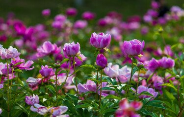 Fototapeta premium Peony Bloom: A Spring Feast of Pink-Purple Petals and Golden Stamens