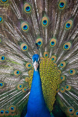 Obraz premium Majestic male peacock displaying its vibrant plumage