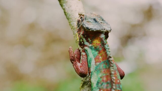 Beautiful footage of a Panther Chameleon (Furcifer pardalis) Walking slowly over a branch in Madagascar island