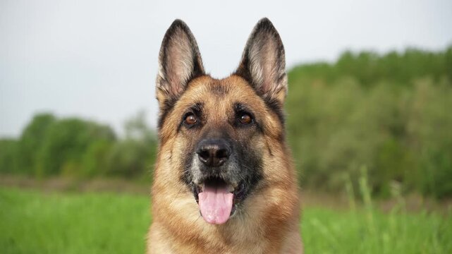 German Shepherd looks at camera with tongue out and alert expression against soft green meadow background. Calm outdoor portrait shows intelligence, loyalty and trusted companion character