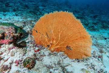 coral reef with fish © Evgenios