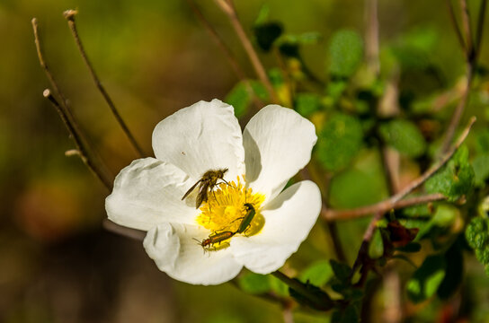 Conophorus y dos Lobonyx aeneus en Cistus ladanifer