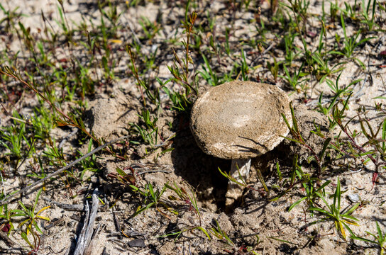 Amanita ponderosa, tambi&eacute;n conocida como amidella pesada o gurumelo en espa&ntilde;ol, es un hongo formador de setas de la familia Amanitaceae