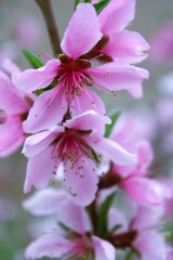 Fototapeta premium close up of pink magnolia flower