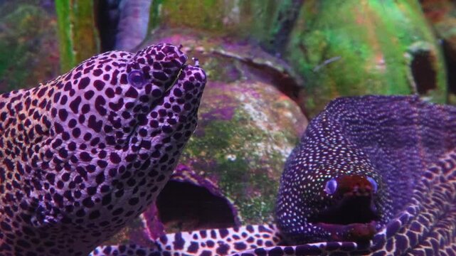 Moray eel underwater, reef moray eel, giant moray eel, green moray eel, ocean habitat, exotic marine life, marine eel, ocean eel, aquatic predator, underwater predator, ocean predator, sea creature.