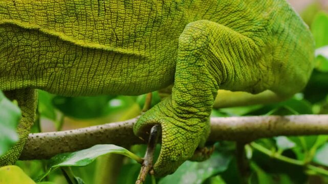 Close up of a Parson's Chameleon (Calumma parsonii) in Madagascar island
