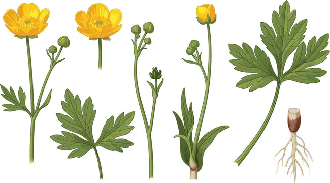 Detailed Botanical Illustration Of Buttercup Plant With Flowers Leaves Roots And Stem Parts
