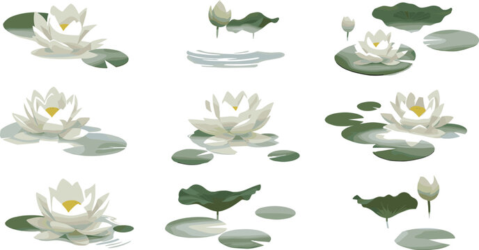 Calm Water Lily Pond Vector Illustration Set with Lily Pads, Buds, and Reflections for Nature, Garden, Meditation, and Digital Designs