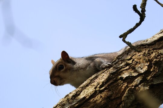 Grey Squirrel On Tree Branch
