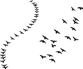 Fototapeta premium Flock of birds flying in formation, black bird silhouettes isolated on white background, group of migratory birds, wildlife nature sky vector illustration for graphic design.