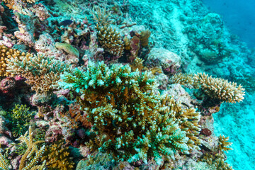 coral reef in the sea © Evgenios