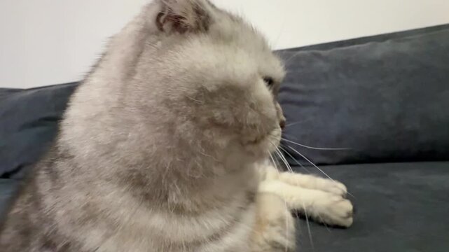 Close view of gray fluffy domestic cat face indoors, soft fur and calm pet expression