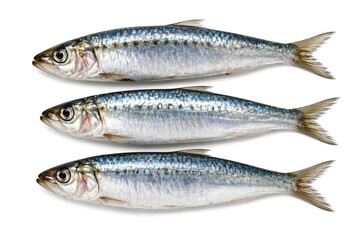 Fototapeta premium Sardines displayed on a white background, showcasing their natural color and texture.