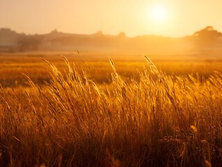 Obraz premium A breathtaking view of golden grass swaying gently in the warm glow of the sunset, creating a tranquil and serene atmosphere in nature's beauty.