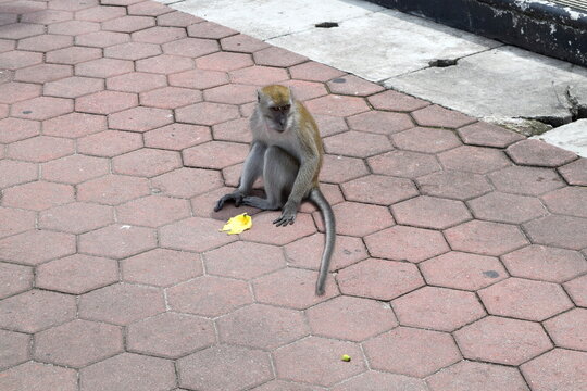 A wild long-tailed macaque monkey sitting on a hexagonal paved walkway next to a discarded banana peel at the Batu Caves complex. Kuala Lumpur, Malaysia. 