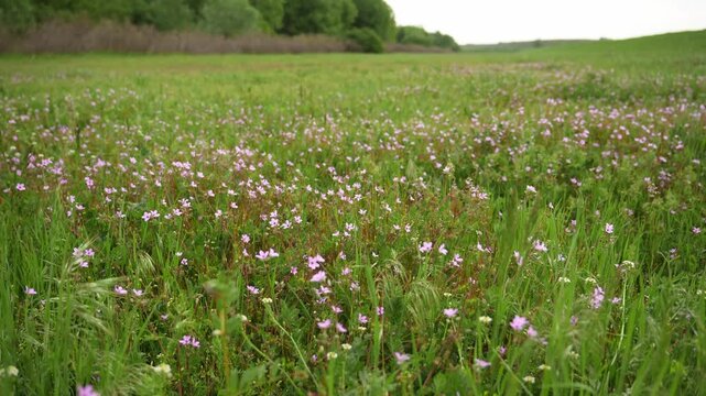 Soft pink blooming dove foot cranesbill flowers spread across green meadow in natural daylight. Calm spring landscape shows wild flora, seasonal growth and peaceful countryside nature