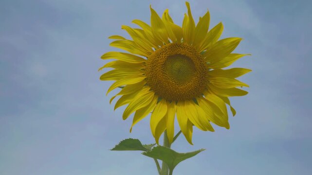 Golden sunflower blooms under a blue sky, tall green stem and leaves lit by sunlight, with smaller flowers blurred in the field below, creating a bright summer nature scene.
