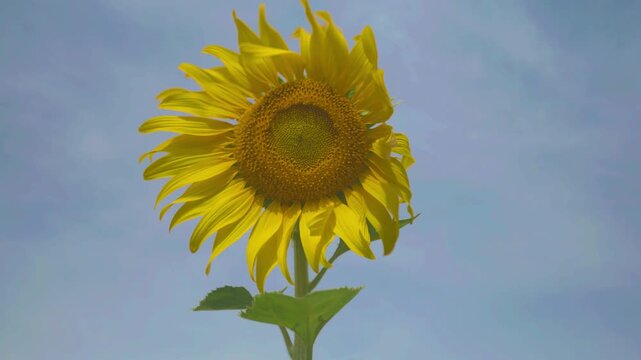 Golden sunflower blooms under a blue sky, tall green stem and leaves lit by sunlight, with smaller flowers blurred in the field below, creating a bright summer nature scene.