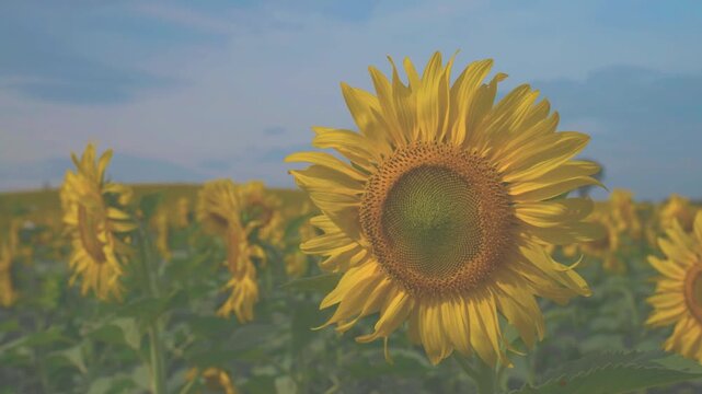 Golden sunflower blooms under a blue sky, tall green stem and leaves lit by sunlight, with smaller flowers blurred in the field below, creating a bright summer nature scene.
