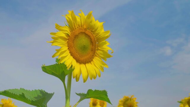 Golden sunflower blooms under a blue sky, tall green stem and leaves lit by sunlight, with smaller flowers blurred in the field below, creating a bright summer nature scene.