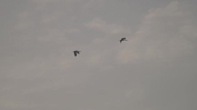 birds glide through a cloudy gray sky, wings spread in midflight with distant silhouettes creating a calm atmospheric wildlife scene high above the horizon.