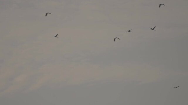 birds glide through a cloudy gray sky, wings spread in midflight with distant silhouettes creating a calm atmospheric wildlife scene high above the horizon.