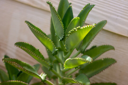 a Kalanchoe daigremontiana, commonly known as Mother of Thousands, showcasing its unique leaf-margin plantlets