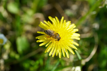 Biene auf der Suche nach Nektar auf einer Sonnenblume © Andreas