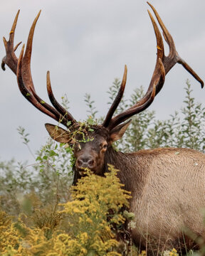 Huge Elk Bull Fall Rut Goldenrod