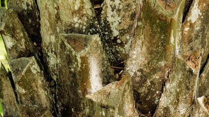 Detailed close-up of a palm tree trunk featuring triangular leaf base scars and weathered bark. A natural abstract texture showcasing the organic patterns and rugged surface of tropical flora. © agung